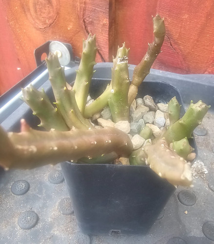 Stapelia schinzii var