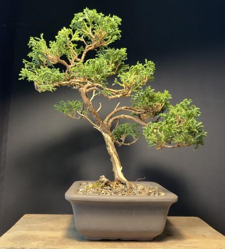 Bonsai tree mame - mame, chamaecyparis