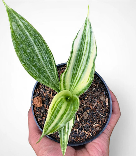 Sansevieria beauty sensation - sansevieria,