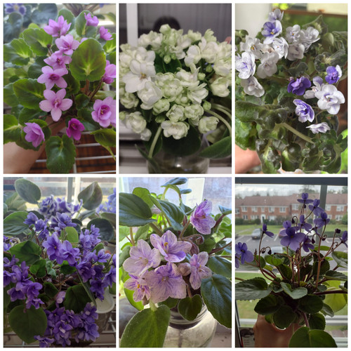 African violet leaf box - leaf,