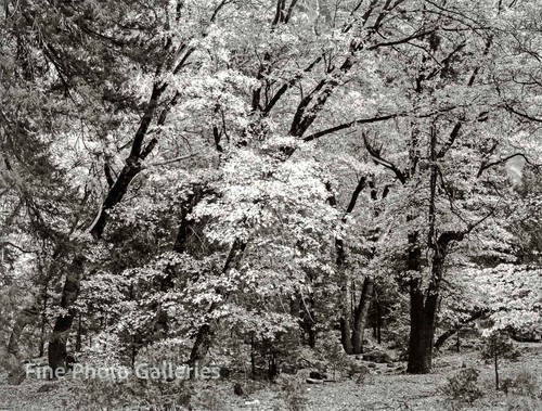 1933 vintage ansel adams - 1933/80,