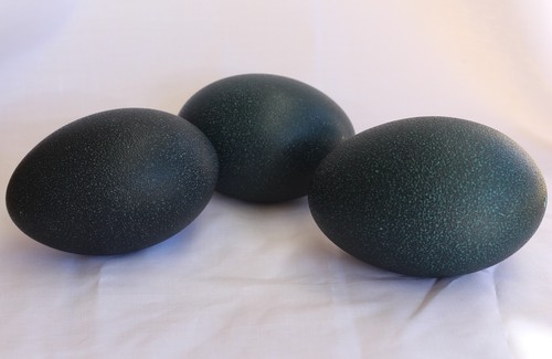 Empty emu egg - egg, egg)