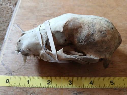 Raccoon skull missing one - raccoon,