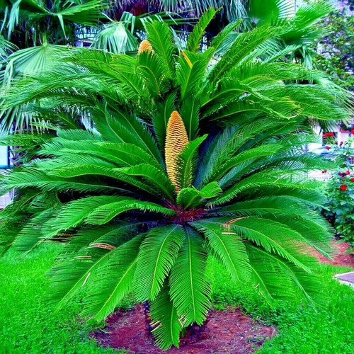 King sago palm seeds - sago, (cycas
