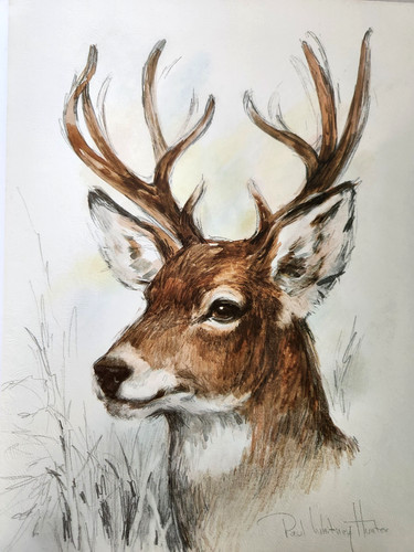 Stag deer buck paul - buck,