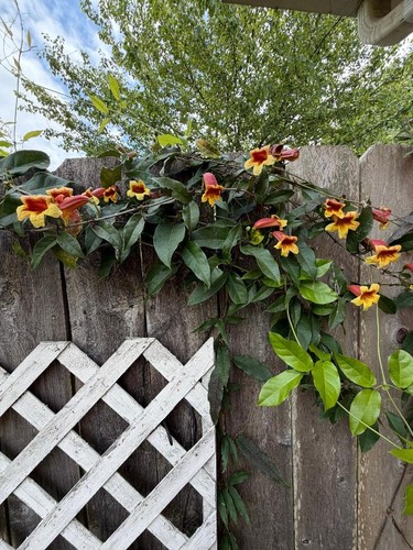 Cuttings cross vine - cuttings,