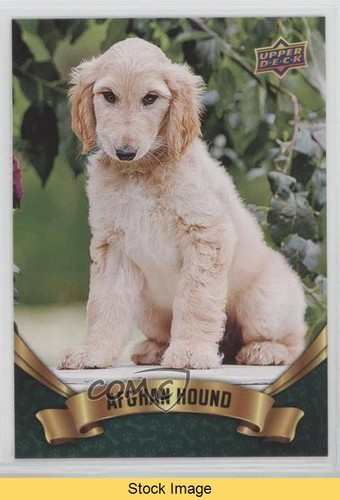 2018 upper deck canine - upper,