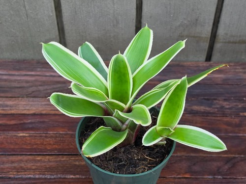 Neoregelia chula rare - neoregelia, 'chula'