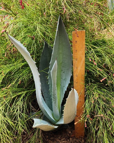 Agave americana century plant - agave,