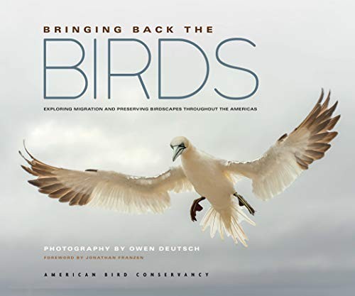 Bringing back the birds - back,