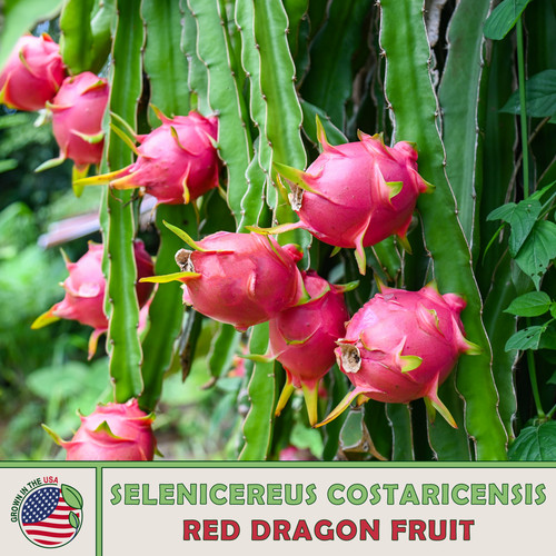 200 red dragon fruit seeds - 200+,