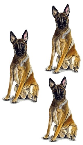 Decal vinyl sticker - decal, belgian
