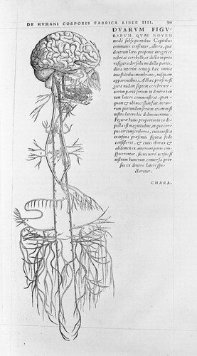 Vesalius brain anatomy - anatomy, 1543
