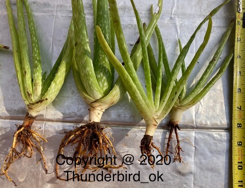 Aloe vera live - vera,