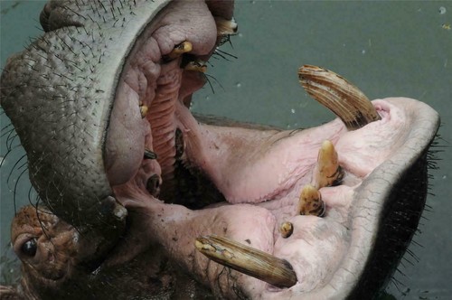 Fierce hippopotamus glossy - fierce,