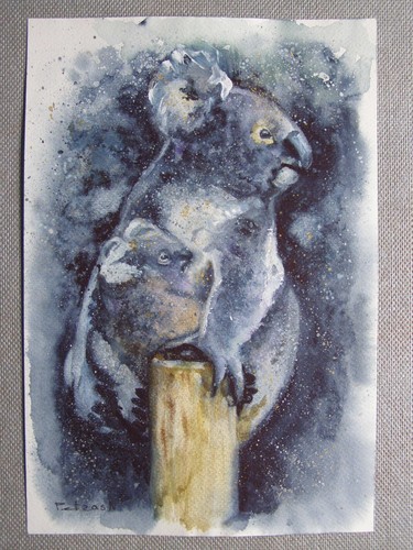 Koala animals original - koala,