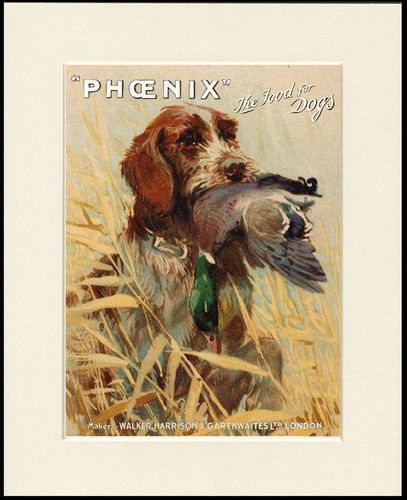 German wirehaired pointer - german,