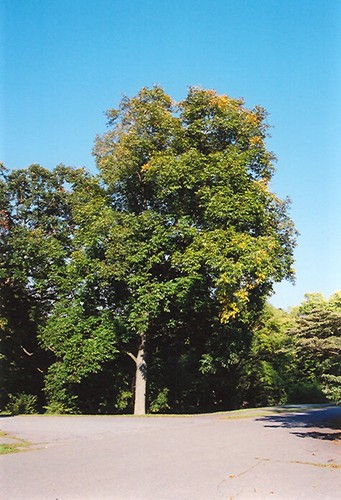 Shellbark hickory tree - hickory,