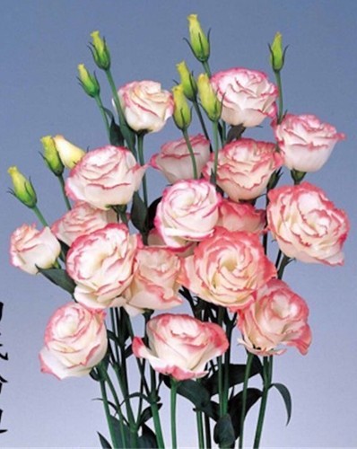 25pc lisianthus seeds - lisianthus,