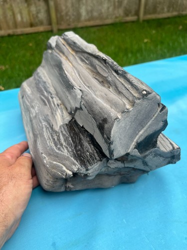 Texas petrified wood - petrified,