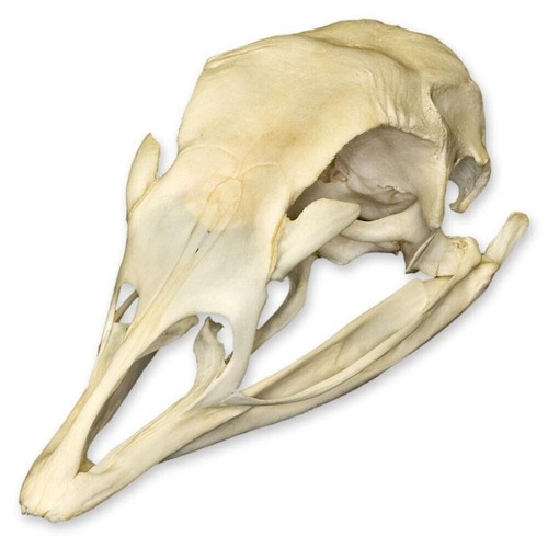 Real domestic turkey skull - turkey,