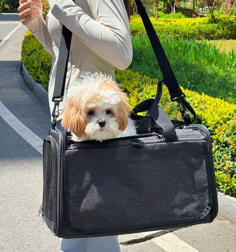 Pet cat dog - pet, travel