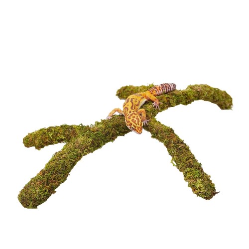 Leopard gecko tank accessories - leopard,