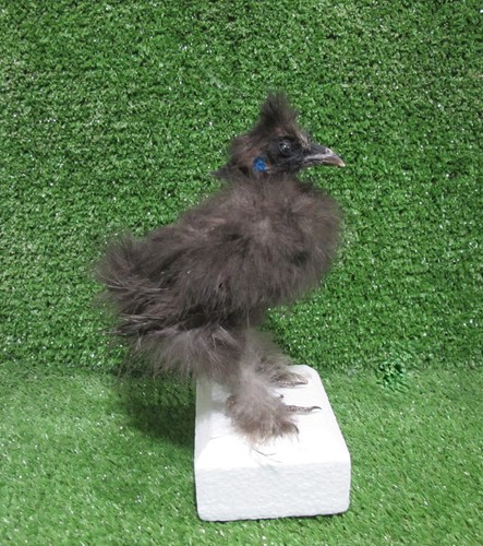 Black fluffy silkie - silkie, juvenile
