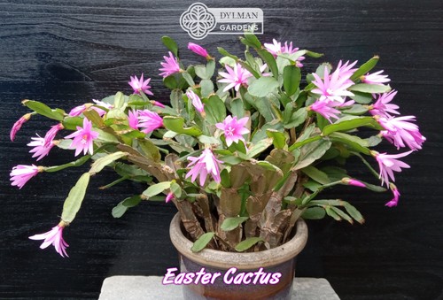 Pink easter cactus - pink,