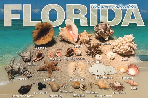 Photochrome postcard florida - postcard,