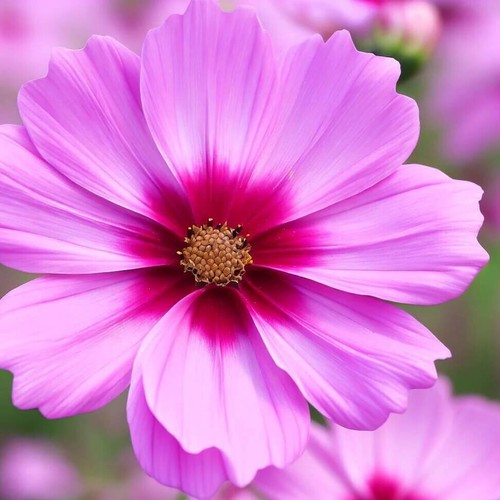 Gloria cosmos seeds non - gloria, |