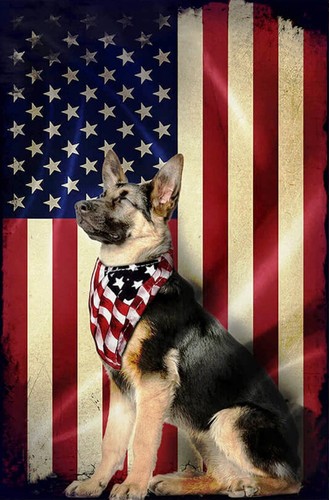 German shepherd gsd 9 - gsd, k-9
