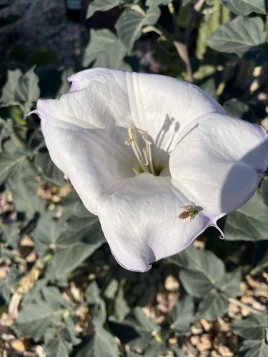 Sacred datura moon wrightii - moon,