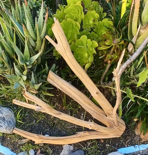 Large driftwood manzanita - driftwood,