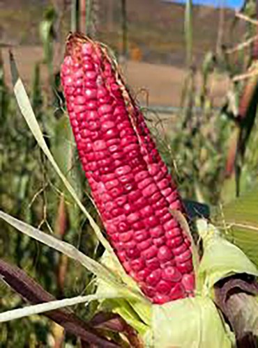Tlaxcala xocoyul pink mexican - tlaxcala,