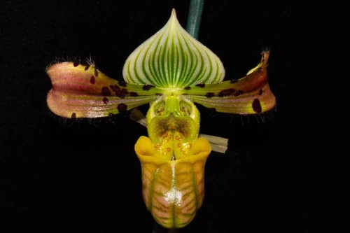 Paphiopedilum venustum in - paphiopedilum, #3,