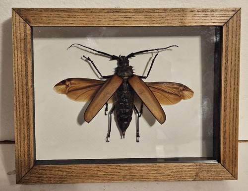 Real framed giant - real,