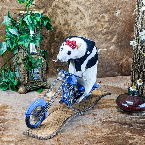 Motorcycle biker rat - biker,