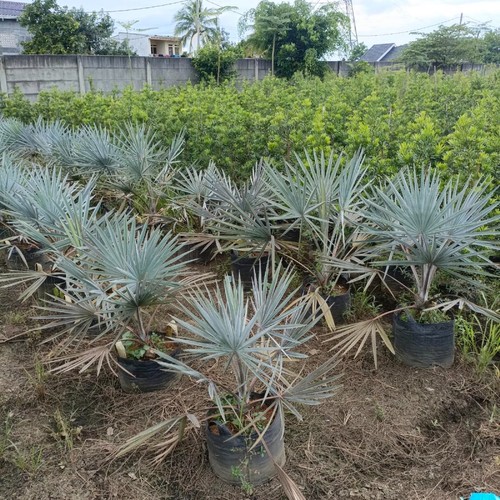 Bismarckia silver palm live - bismarckia,