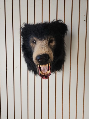 Reproduction sloth bear - reproduction,