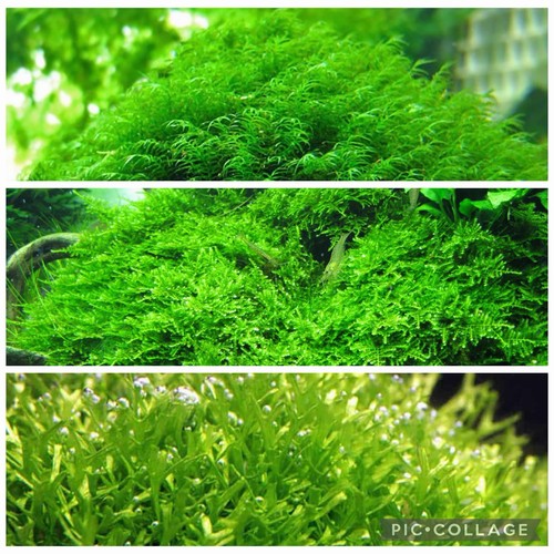 2x2 inch portions - portions, of