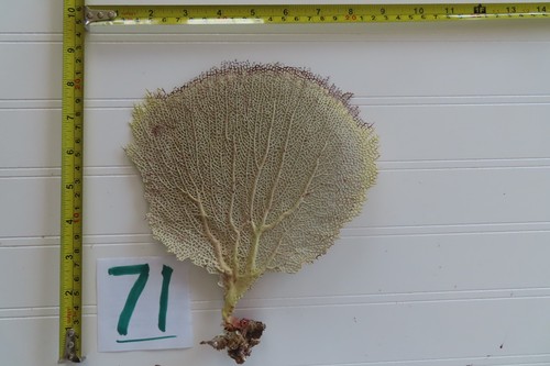 Natural sea fan coral - coral,