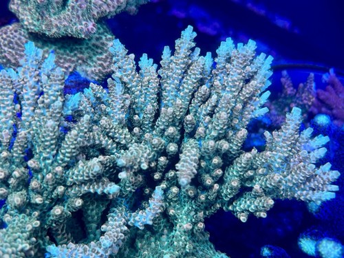 Acropora tsa bill murray 2 - -,