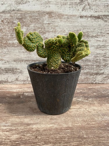 Golden swirl crazy cactus - crazy,