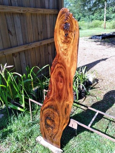 True sinker cypress - true,