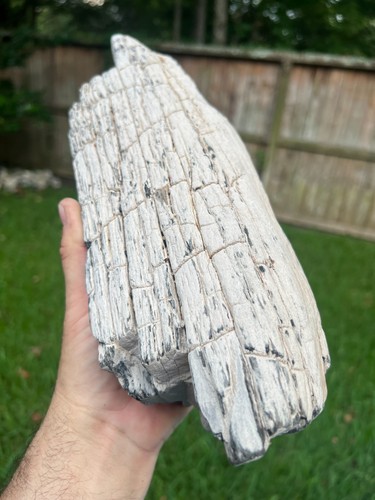 Texas petrified wood - petrified, 13"