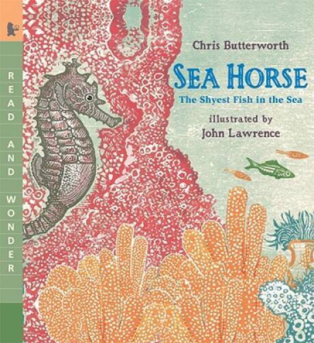 Sea horse read and - sea, wonder