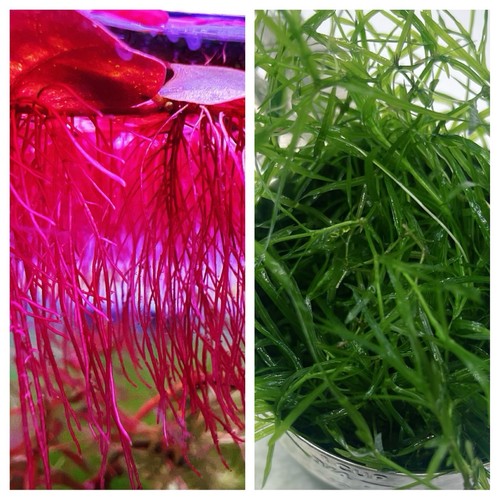 Combo leaves red - red, &