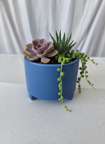 Modern blue ceramic plant - modern,