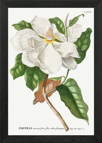 Magnolia flower botanical - flower,